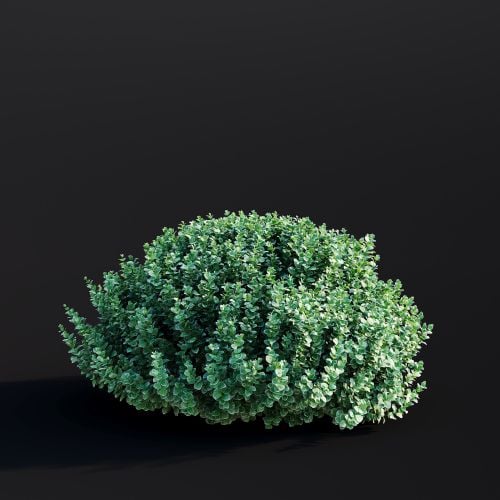 Euonymus Fortunei 010 AM307 Archmodels