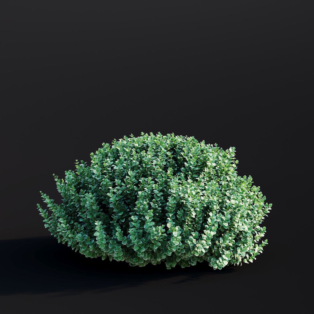 AM307_010_Euonymus_Fortunei