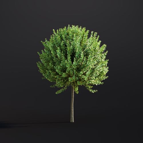 Euonymus Fortunei 011 AM307 Archmodels