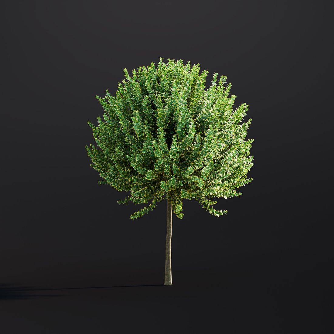 AM307_011_Euonymus_Fortunei