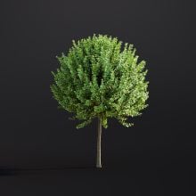 Euonymus Fortunei 011 AM307 Archmodels