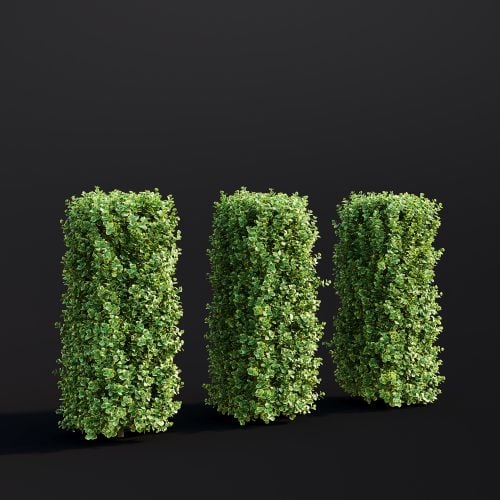 Euonymus Fortunei 012 AM307 Archmodels