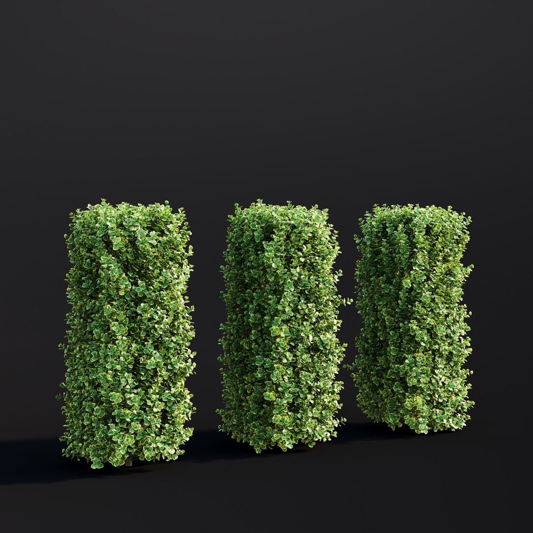 AM307_012_Euonymus_Fortunei