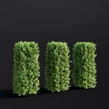 Euonymus Fortunei 012 AM307 Archmodels