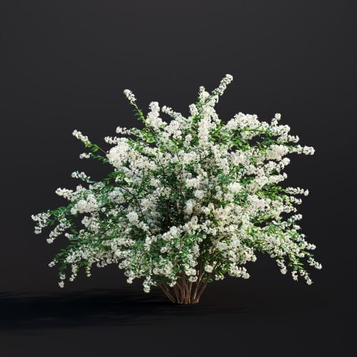 Spiraea Japonica 013 AM307 Archmodels