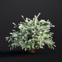 Spiraea Japonica 013 AM307 Archmodels