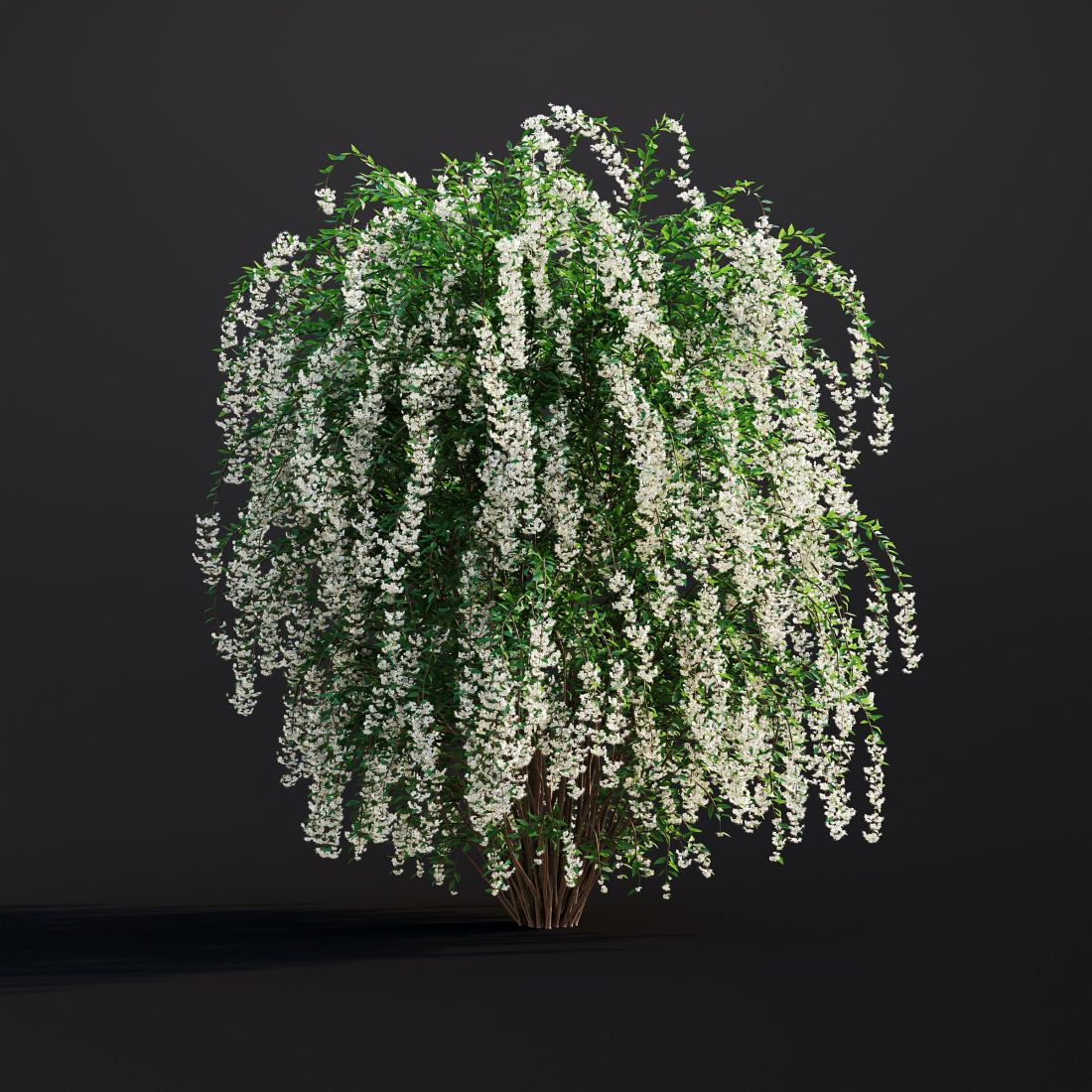 AM307_014_Spiraea_Japonica