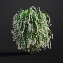 Spiraea Japonica 014 AM307 Archmodels