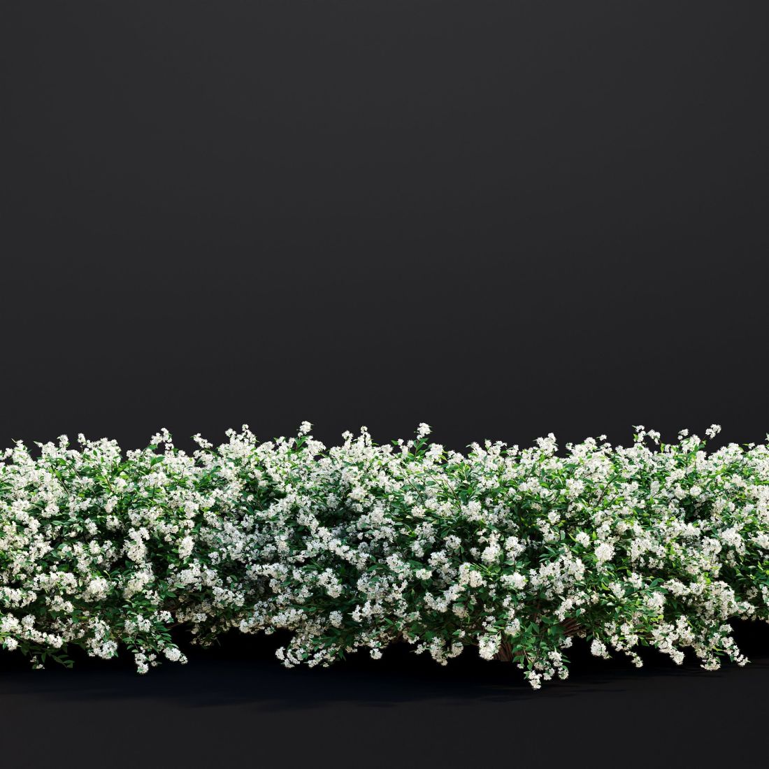AM307_015_Spiraea_Japonica_01