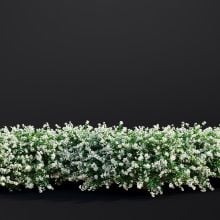AM307_015_Spiraea_Japonica_01