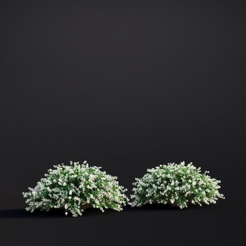 Spiraea Japonica 015 AM307 Archmodels