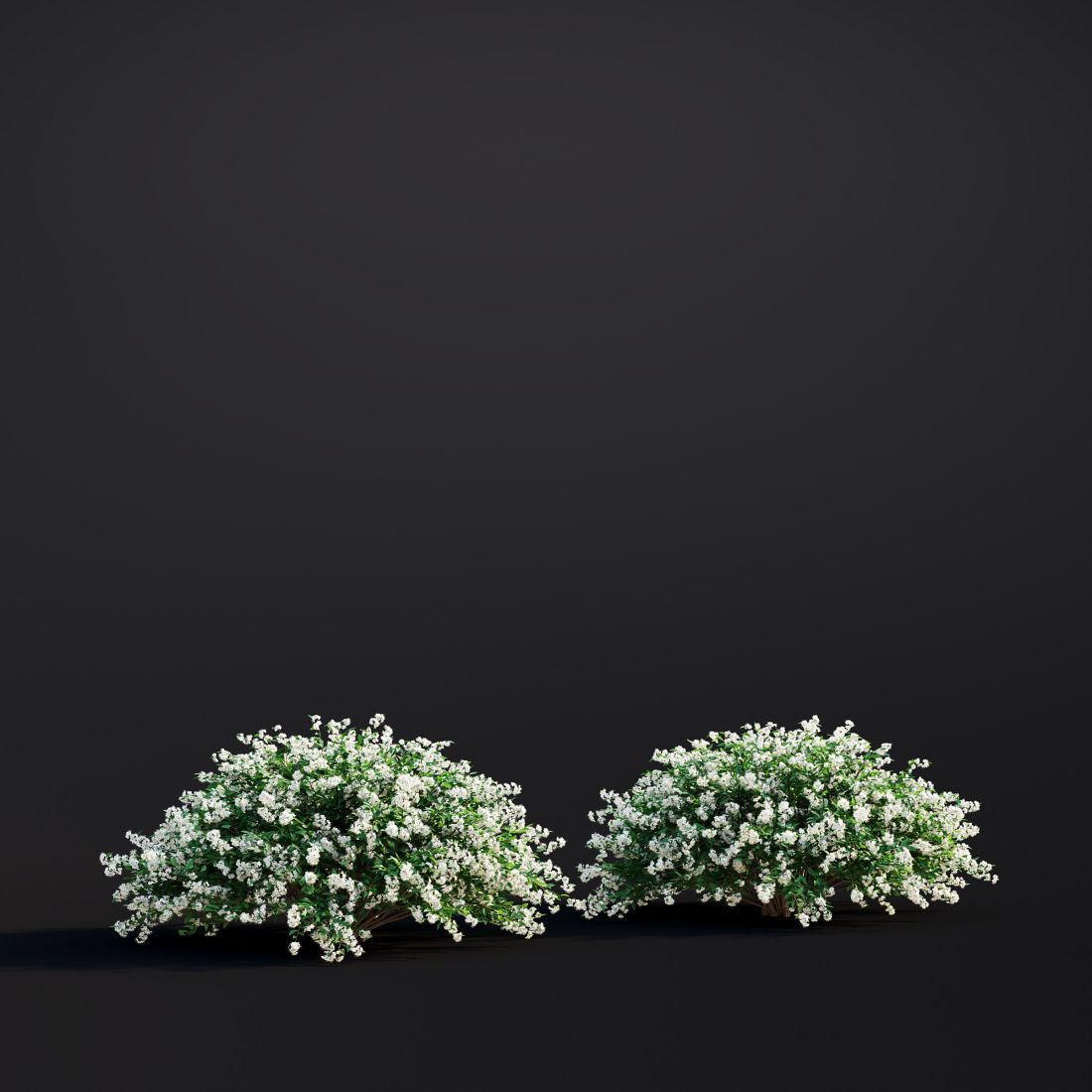 AM307_015_Spiraea_Japonica