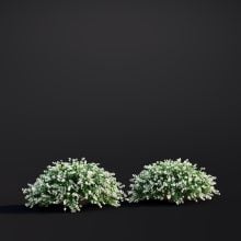 Spiraea Japonica 015 AM307 Archmodels