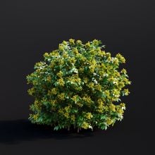 Mahonia Aquifolium 016 AM307 Archmodels