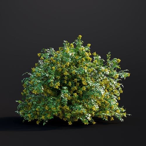 Mahonia Aquifolium 017 AM307 Archmodels