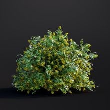Mahonia Aquifolium 017 AM307 Archmodels