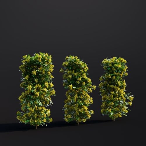 Mahonia Aquifolium 018 AM307 Archmodels
