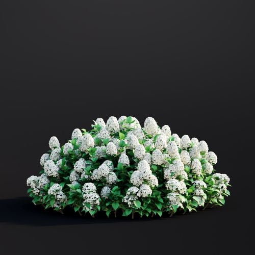 Hydrangea Arborescens 019 AM307 Archmodels