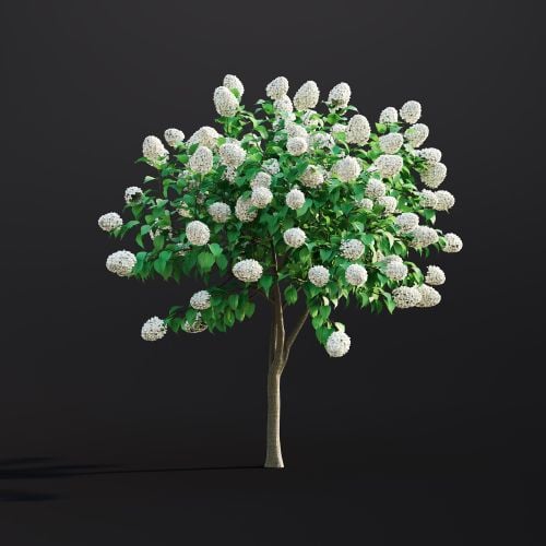 Hydrangea Arborescens 020 AM307 Archmodels