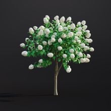Hydrangea Arborescens 020 AM307 Archmodels