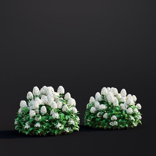 Hydrangea Arborescens 021 AM307 Archmodels