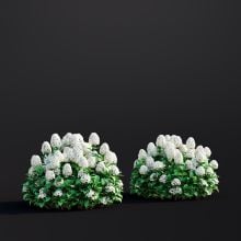 Hydrangea Arborescens 021 AM307 Archmodels