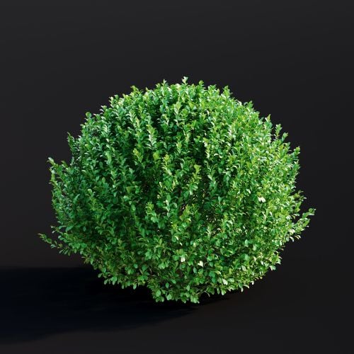 Buxus Sempervirens 022 AM307 Archmodels