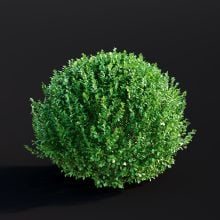Buxus Sempervirens 022 AM307 Archmodels