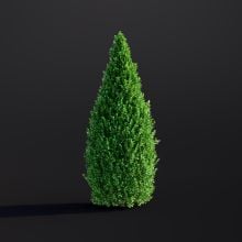 Buxus Sempervirens 023 AM307 Archmodels