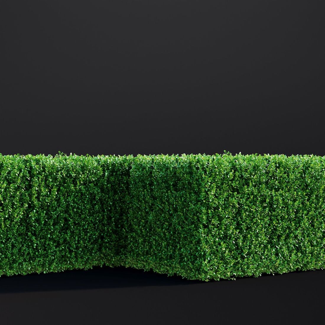 AM307_024_Buxus_Sempervirens_01