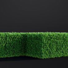 AM307_024_Buxus_Sempervirens_01