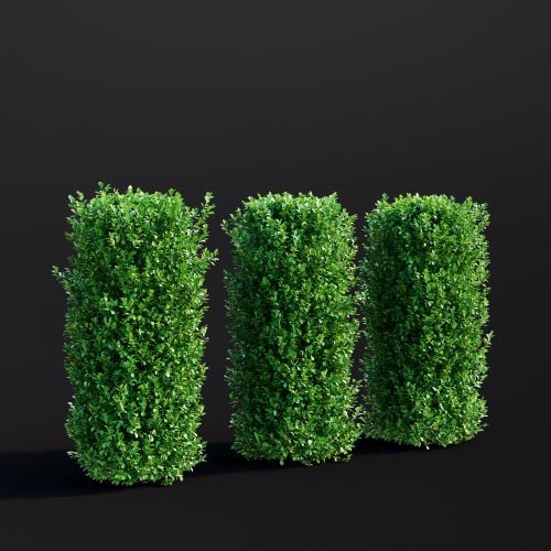 Buxus Sempervirens 024 AM307 Archmodels