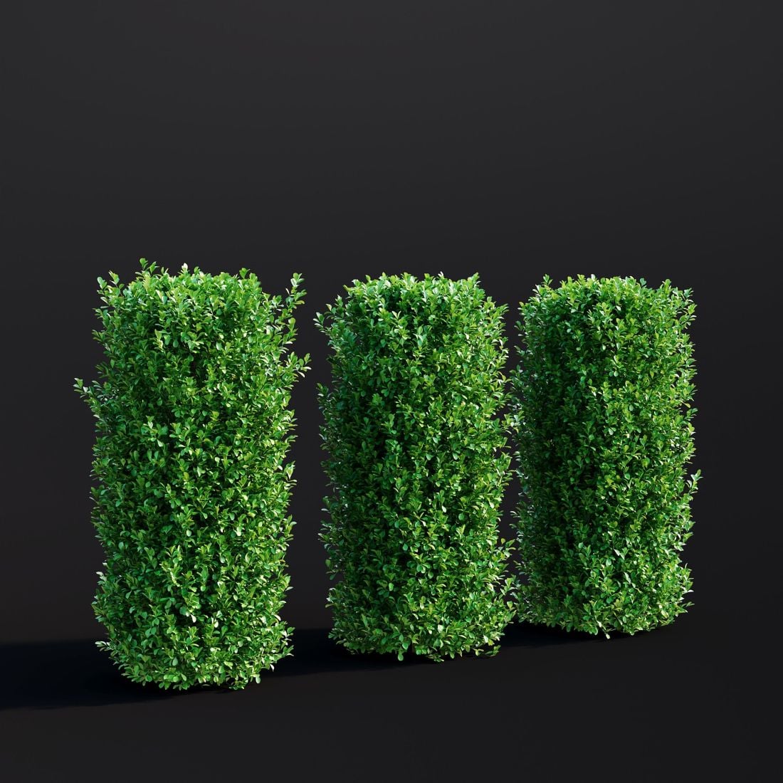 AM307_024_Buxus_Sempervirens