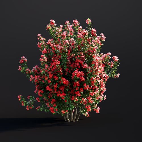 Chaenomeles Japonica 025 AM307 Archmodels