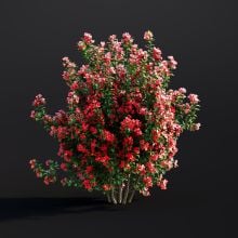 Chaenomeles Japonica 025 AM307 Archmodels
