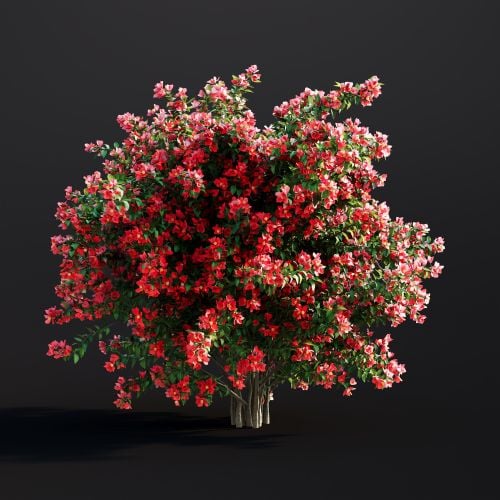 Chaenomeles Japonica 026 AM307 Archmodels