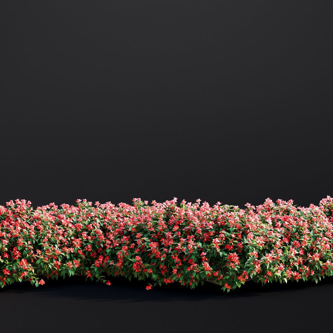 AM307_027_Chaenomeles_Japonica_01