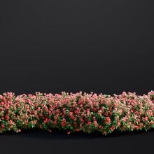 AM307_027_Chaenomeles_Japonica_01