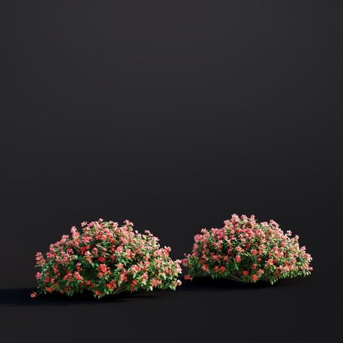 Chaenomeles Japonica 027 AM307 Archmodels