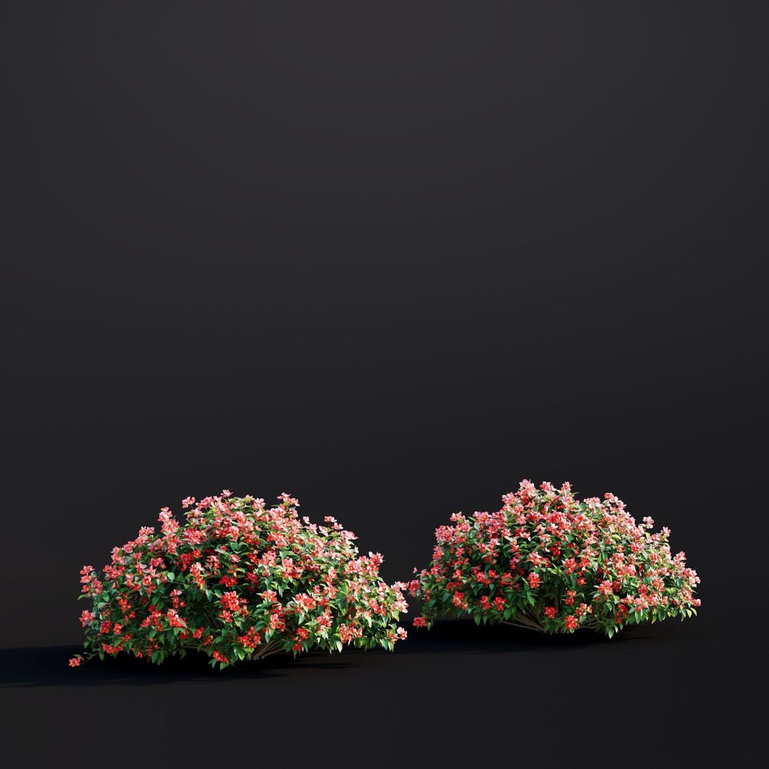 AM307_027_Chaenomeles_Japonica