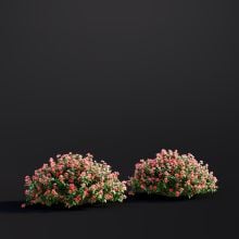 Chaenomeles Japonica 027 AM307 Archmodels