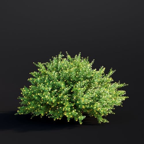 Potentilla Fruticosa 031 AM307 Archmodels