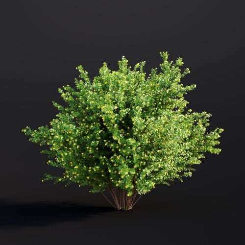 Potentilla Fruticosa 032 AM307 Archmodels