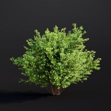 Potentilla Fruticosa 032 AM307 Archmodels