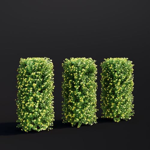 Potentilla Fruticosa 033 AM307 Archmodels