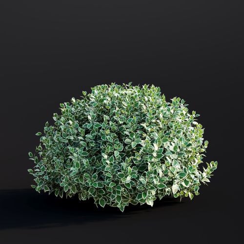 Cornus Alba 034 AM307 Archmodels