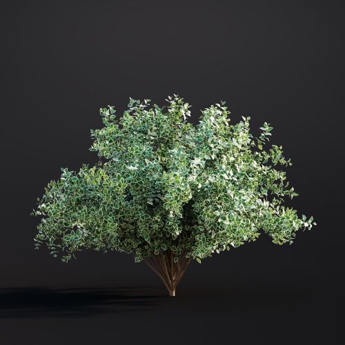 Cornus Alba 035 AM307 Archmodels
