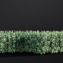 AM307_036_Cornus_Alba_01