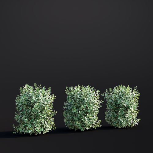 Cornus Alba 036 AM307 Archmodels