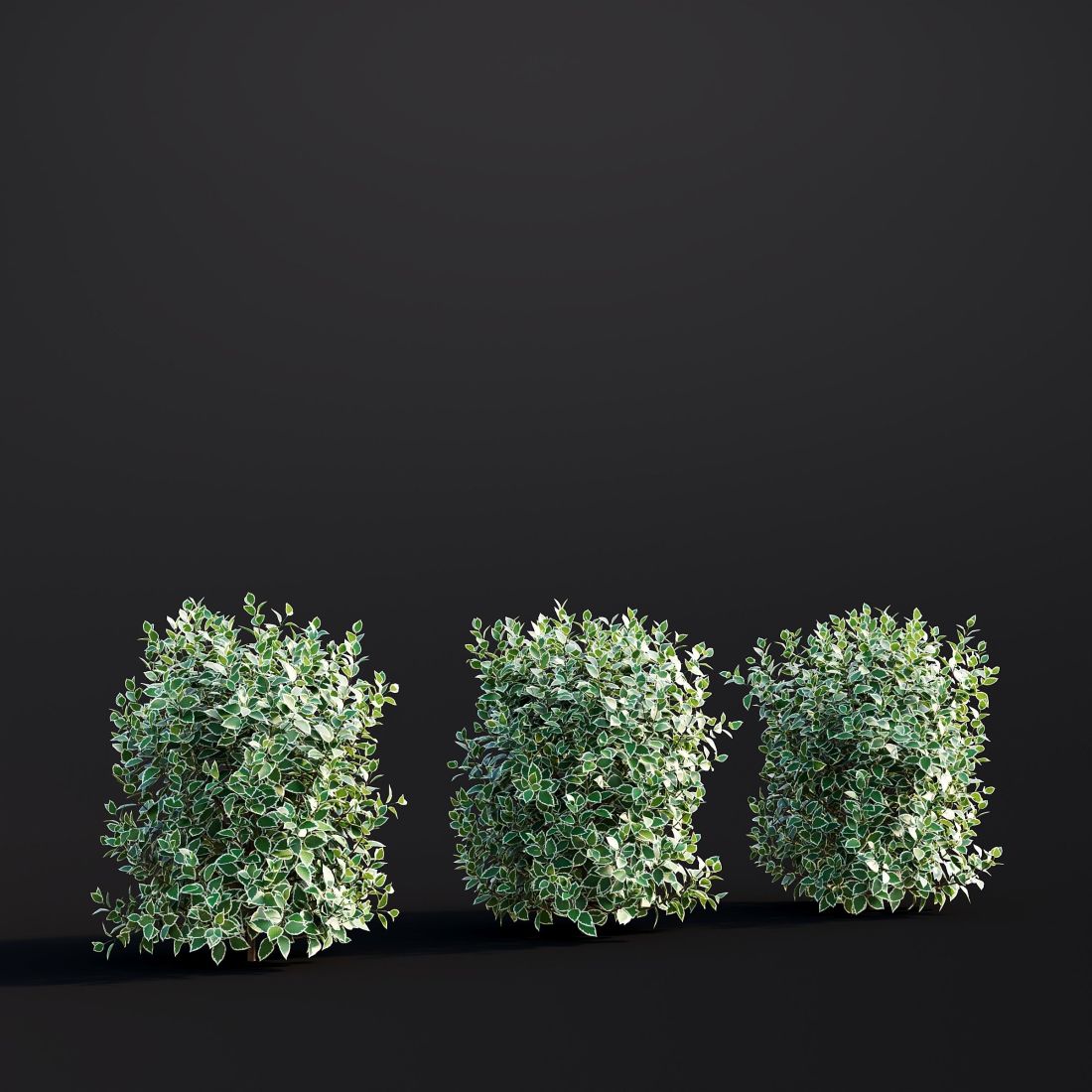AM307_036_Cornus_Alba